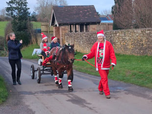 Famous Dartmoor pony raises money with festive tour of town 